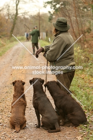 three chocolate Labrador Retrievers