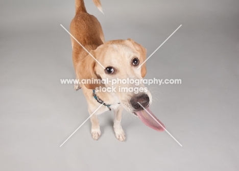 Hound mix in studio, sticking his long tongue out.