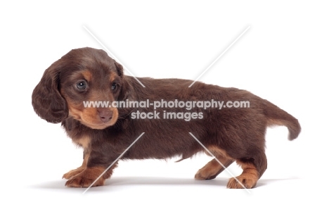 Chocolate Tan coloured longhaired miniature Dachshund puppy, looking away