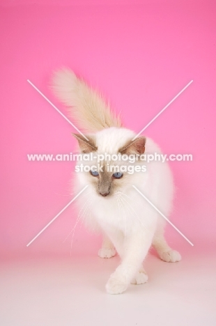 Lilac point Birman cat