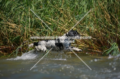 English Springer Spaniel jumping in the water, all legs in air