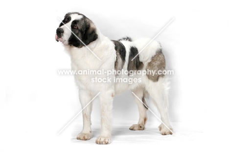 White and Gray Pyrenean Mastiff