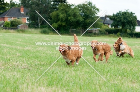 Nova Scotia Duck Tolling Retrievers 