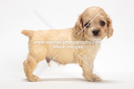 American Cocker Spaniel puppy on white background