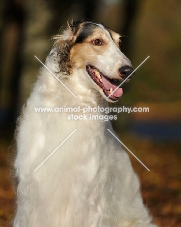 Borzoi