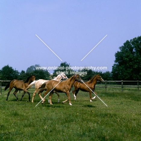 group of palomino, bay and chestnut horses (unkown breed) trotting in field