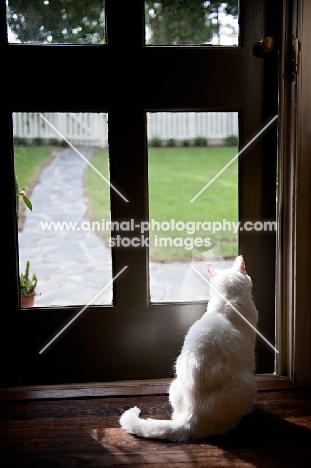 white cat looking out glass door