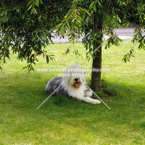old english sheepdog lying on grass under a tree