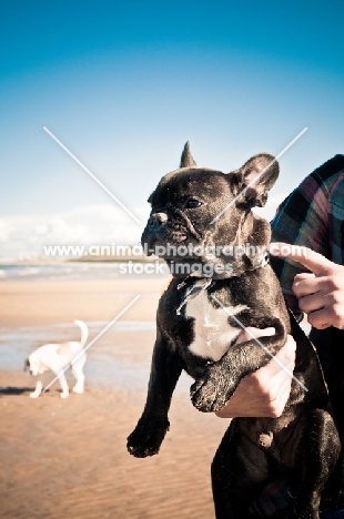 French Bulldog on beach