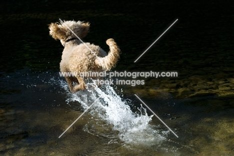 undocked standard poodle running into water