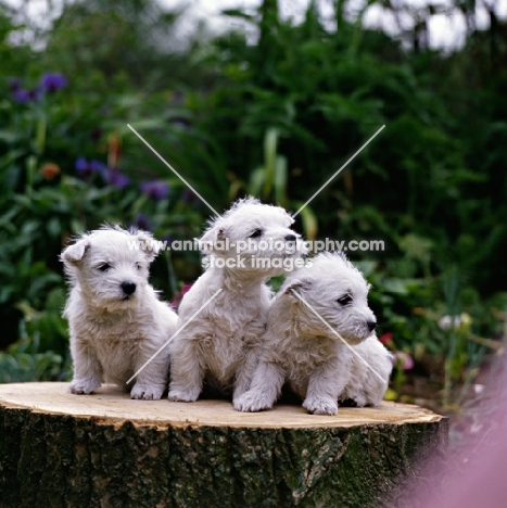 west highland white puppies looking away