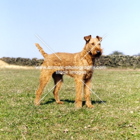 irish terrier on grass