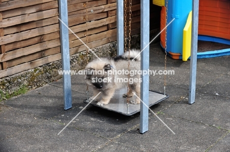 Keeshond puppy on swing