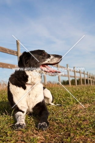 dog in field