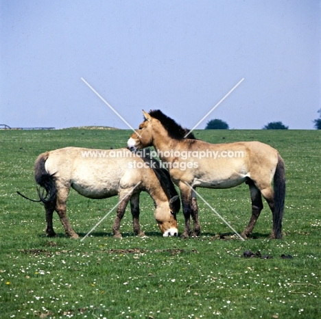 przewalski's horses at whipsnade, mutual grooming 