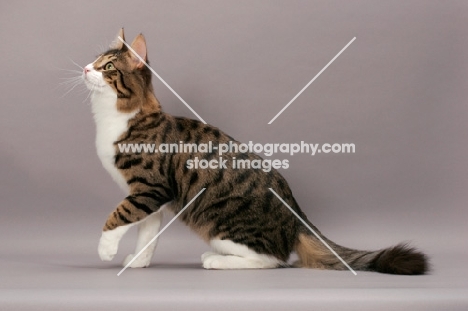 Turkish Angora cat, looking up, brown mackerel tabby & white colour