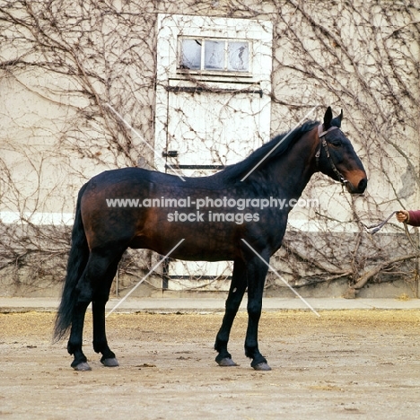 French Trotter 