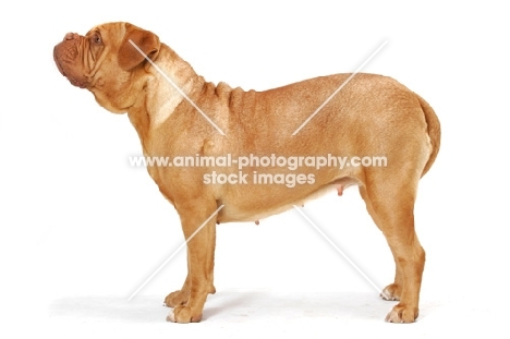 Dogue de Bordeaux posed, looking ahead