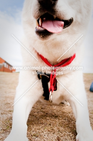 white Siberian Husky in harness