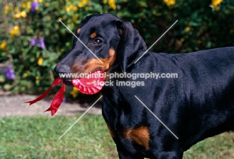 dobermann puppy carrying rosette
