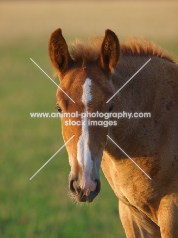 Suffolk Punch foal portrait, looking at camera