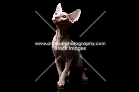 young sphynx cat looking up in admiration