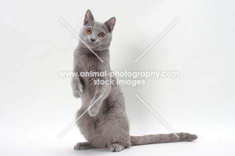 chartreux cat on hind legs