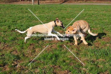 Whippet and Hovawart puppy at play