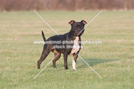 Staffordshire Bull Terrier in field