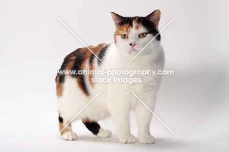 Tortoiseshell and White Manx cat