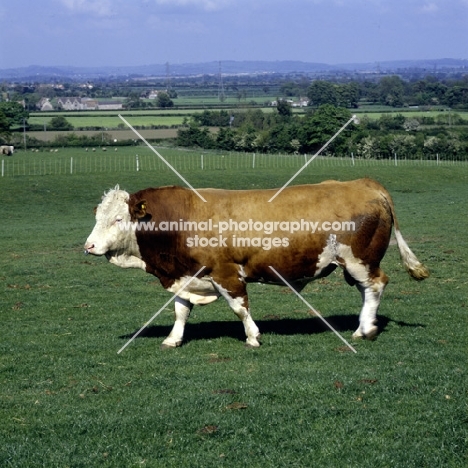 simmental bull walking across field, side view