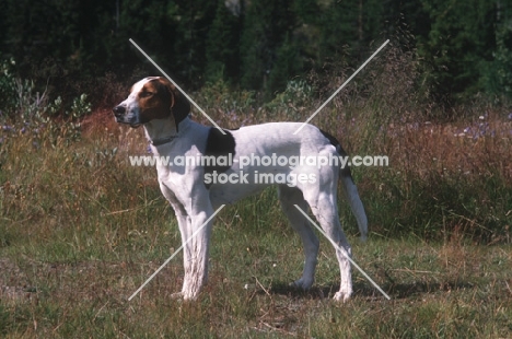 Halden Hound aka Haldenstovare