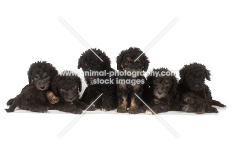 six black Bedlington Terrier puppies on white background