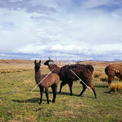 brown llamas