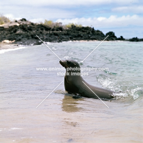 galapagos sea lion coming out of water on sullivan bay, james island, galapagos islands