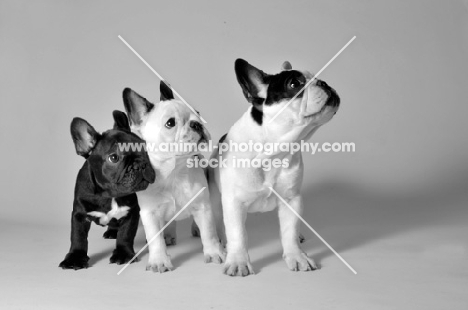three French Bulldogs in studio