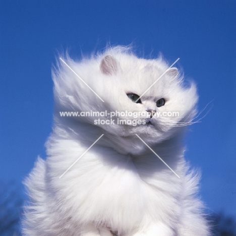 ch bonavia bella maria, chinchilla cat in the wind