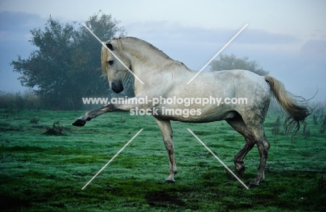 Andalusian in foggy field stepping high. 