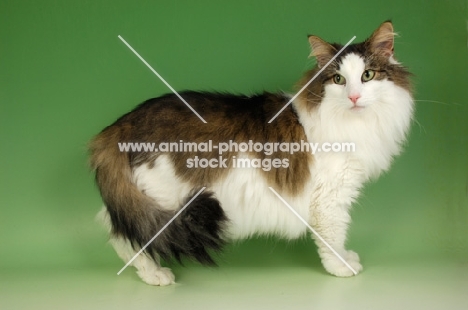 brown tabby and white norwegian forest cat standing on green background