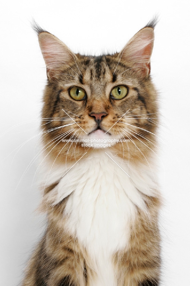 Brown Classic Tabby & White Maine Coon, portrait on white background