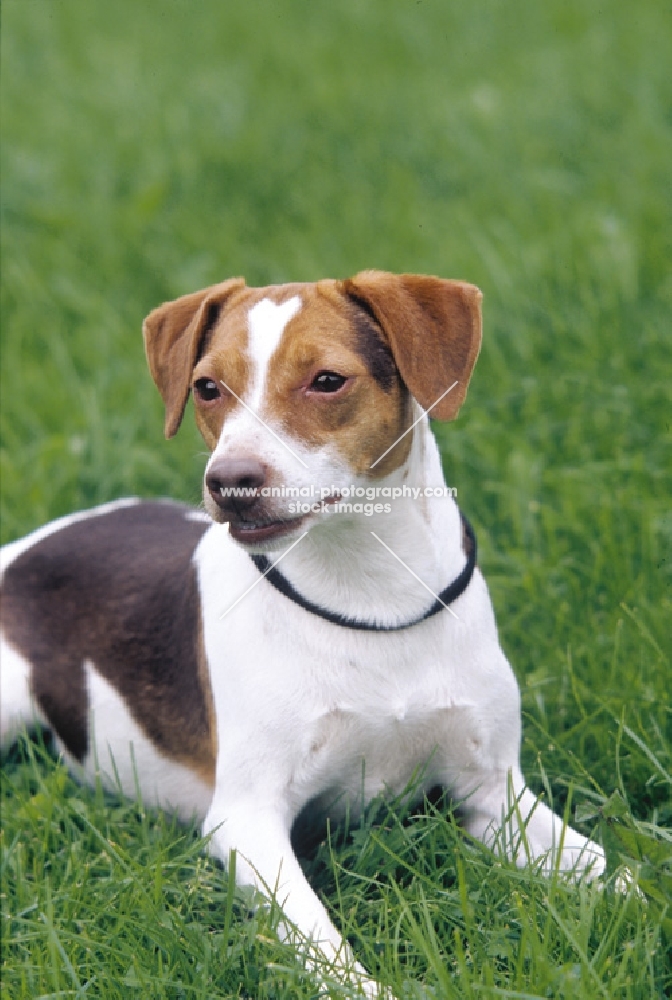 Dansk Svensk Gardhund lying on grass