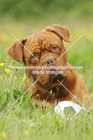 Dogue de Bordeaux near football