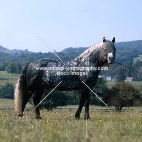 Macnamara, Connemara stallion when young