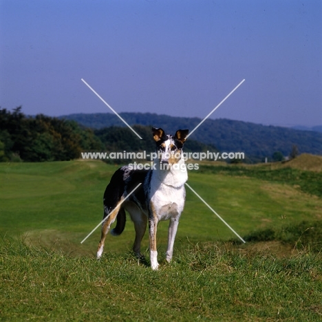  smooth collie standing on hill