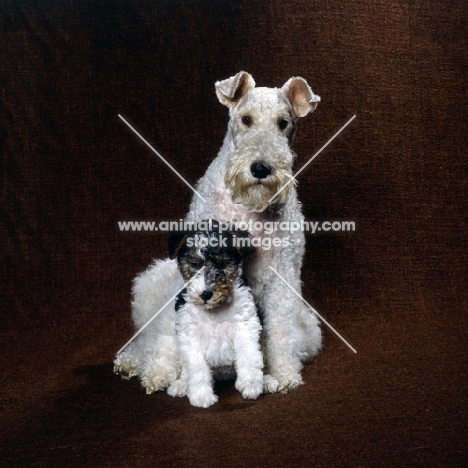wire fox terrier and puppy sitting together in a studio