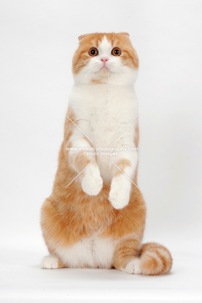 Scottish Fold cat standing on hind legs, red mackerel tabby & white