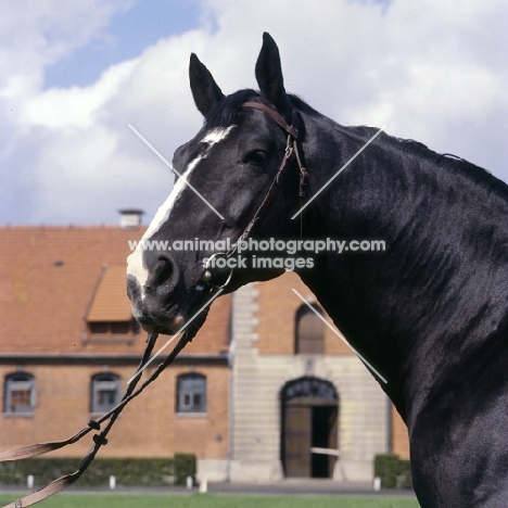 Lombard head and shoulders of Hanoverian stallion at Celle, he descends from the famous L line.
