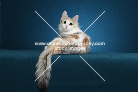 Turkish Van on blue background