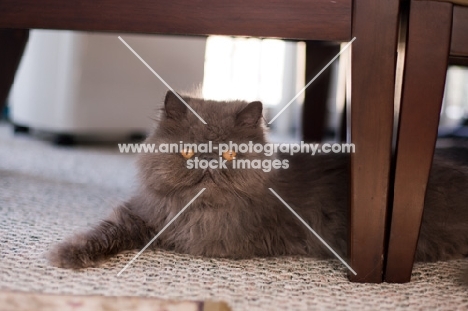 Persian cat at home