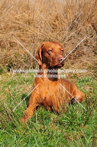 Hungarian Vizsla 